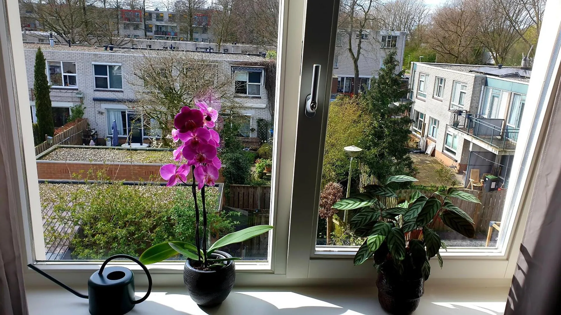 Bed & Breakfast Amor Guesthouse Amsterdam Paesi Bassi